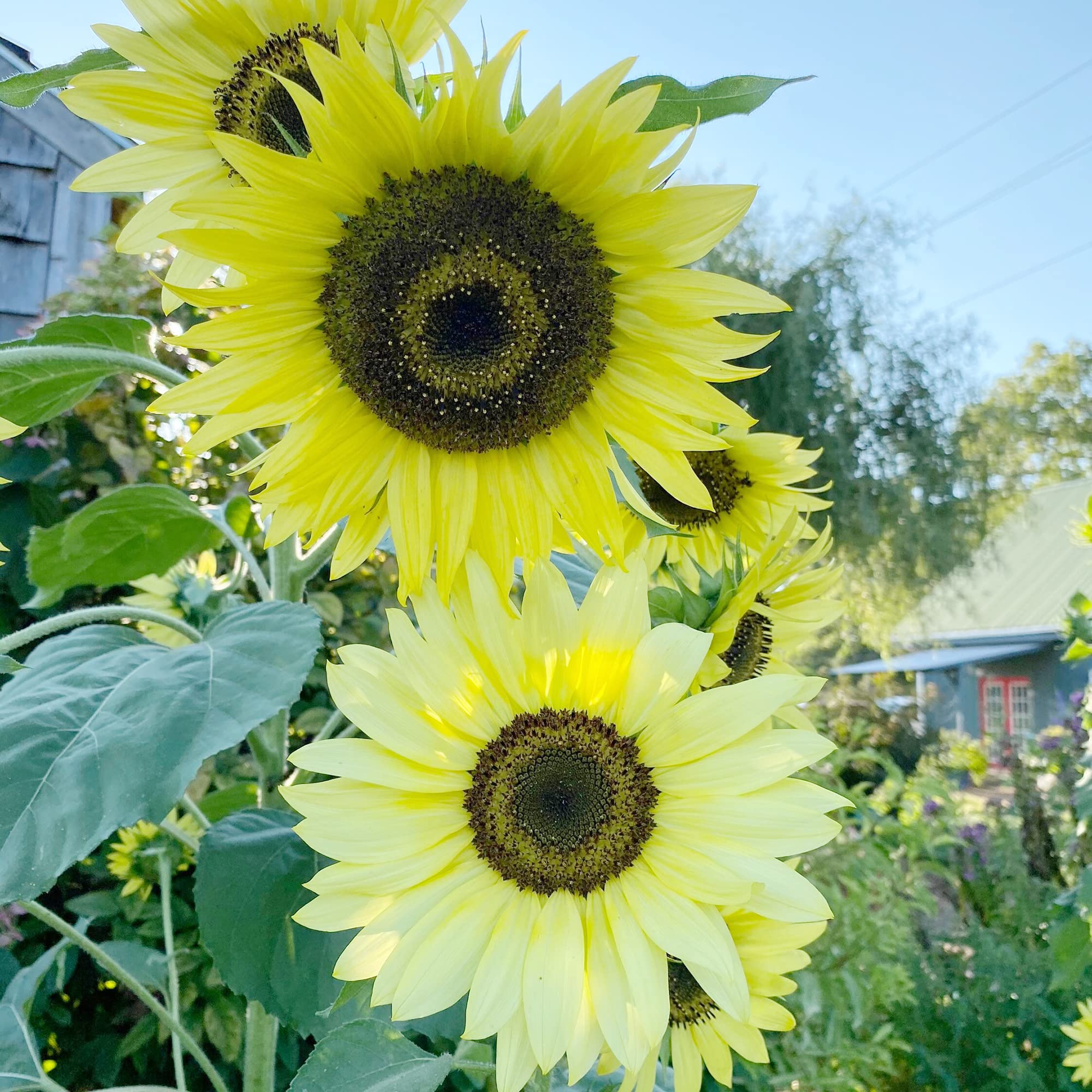 Moonwalker (sunflower Helianthus annuus flower) for planting in garden
